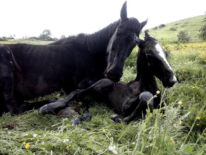 Eachlim Irish Draught Horses